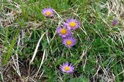 Aster alpinus